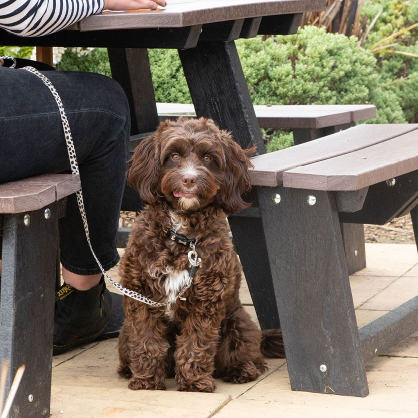 Your local dog friendly pub in Saxilby Road